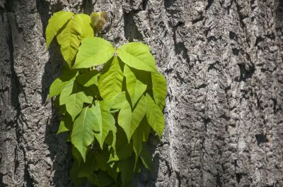 Poison Ivy Removal in Philadelphia, PA