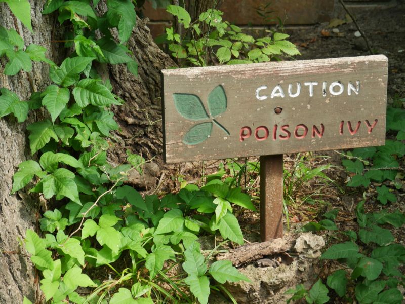 Removing Poison Ivy