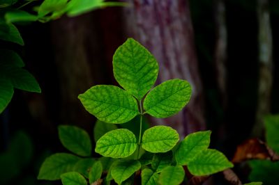 Poison Oak Removal in West Chester, PA